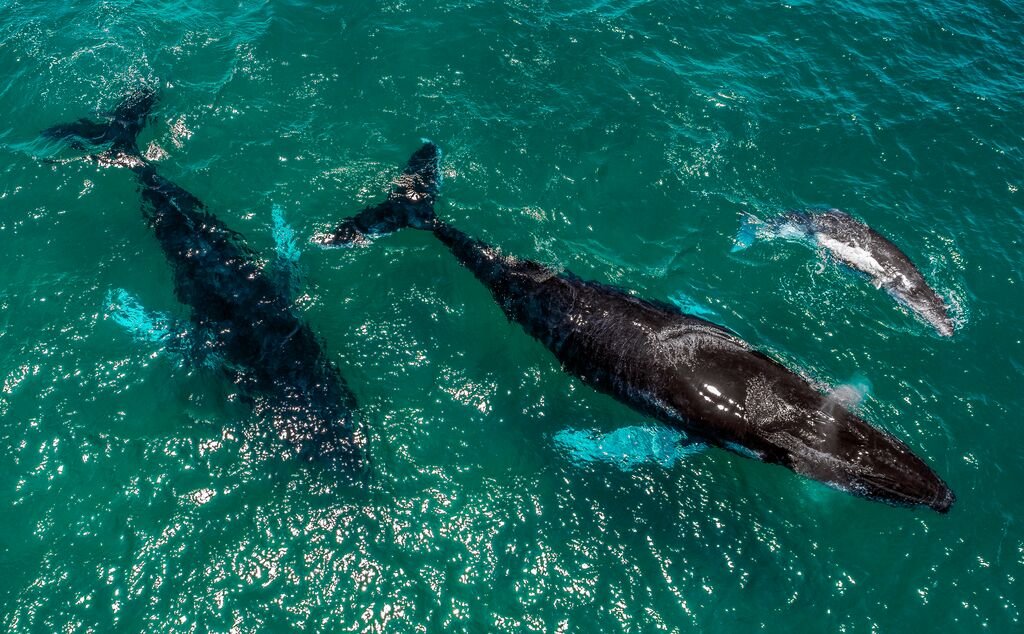 avistamiento de ballenas