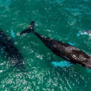 avistamiento de ballenas