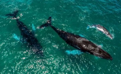 avistamiento de ballenas